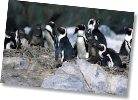 Jackass photos are now rare. Photo © Klaus Jost Creative Commons